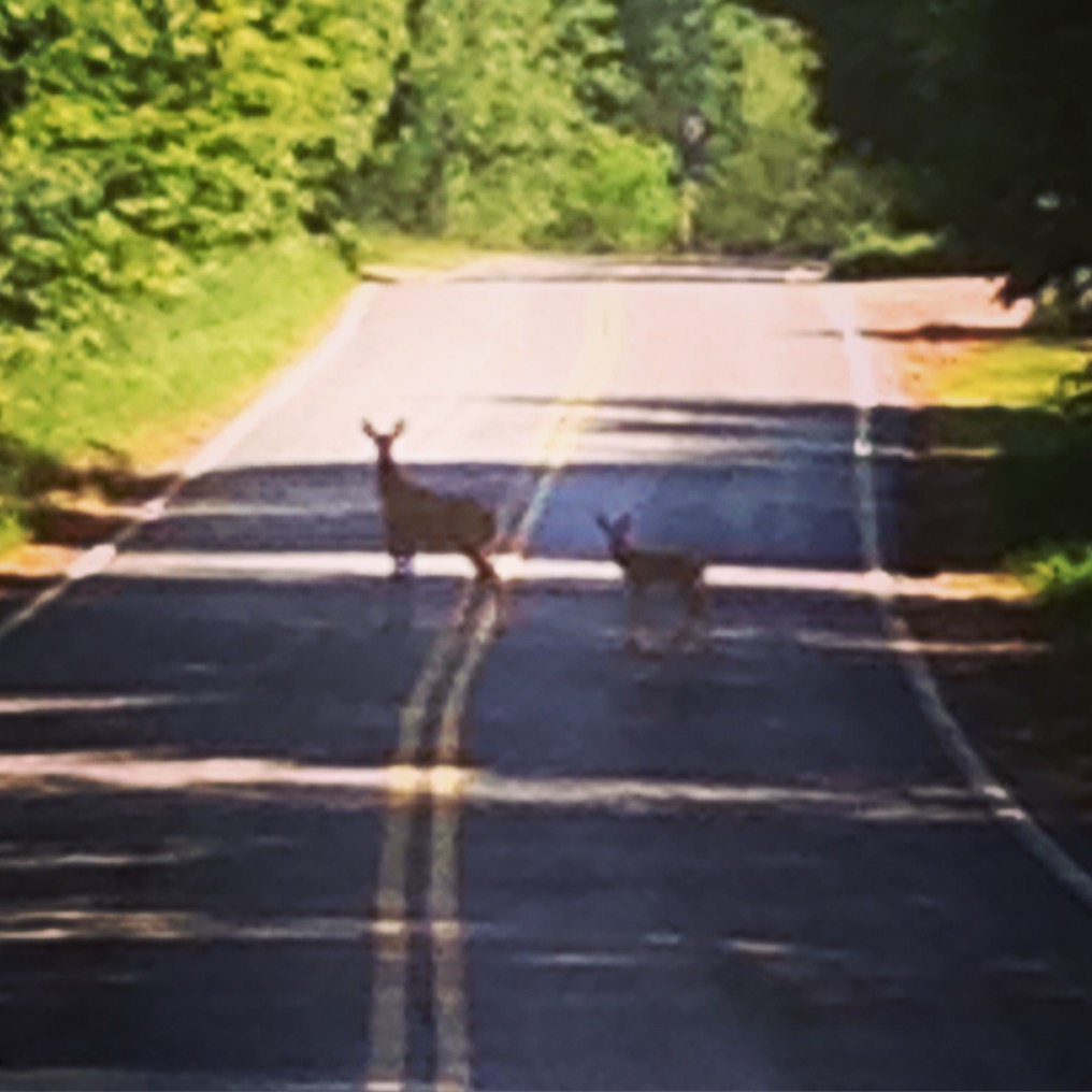 Deer On The Ride!