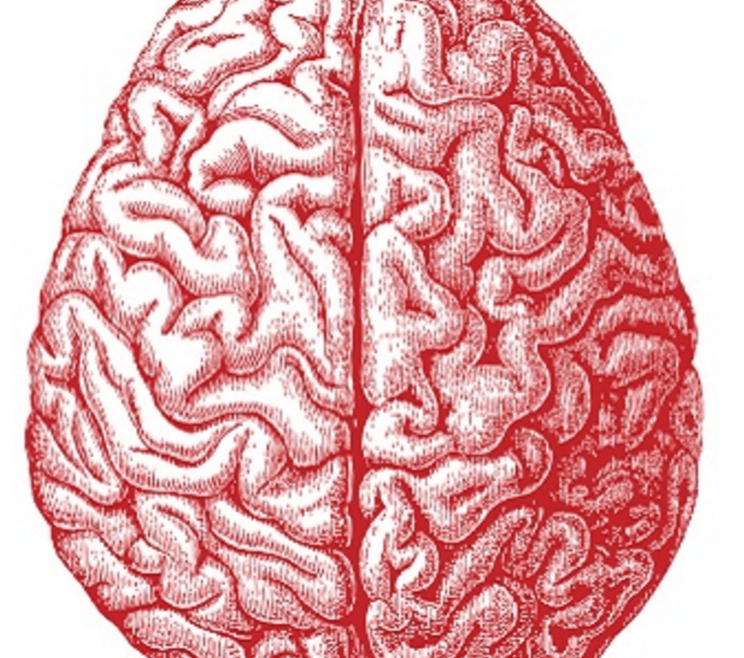 tri brain